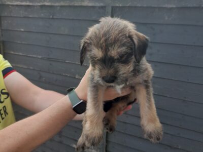 Wheaton Terrier Pup for Sale in Ireland