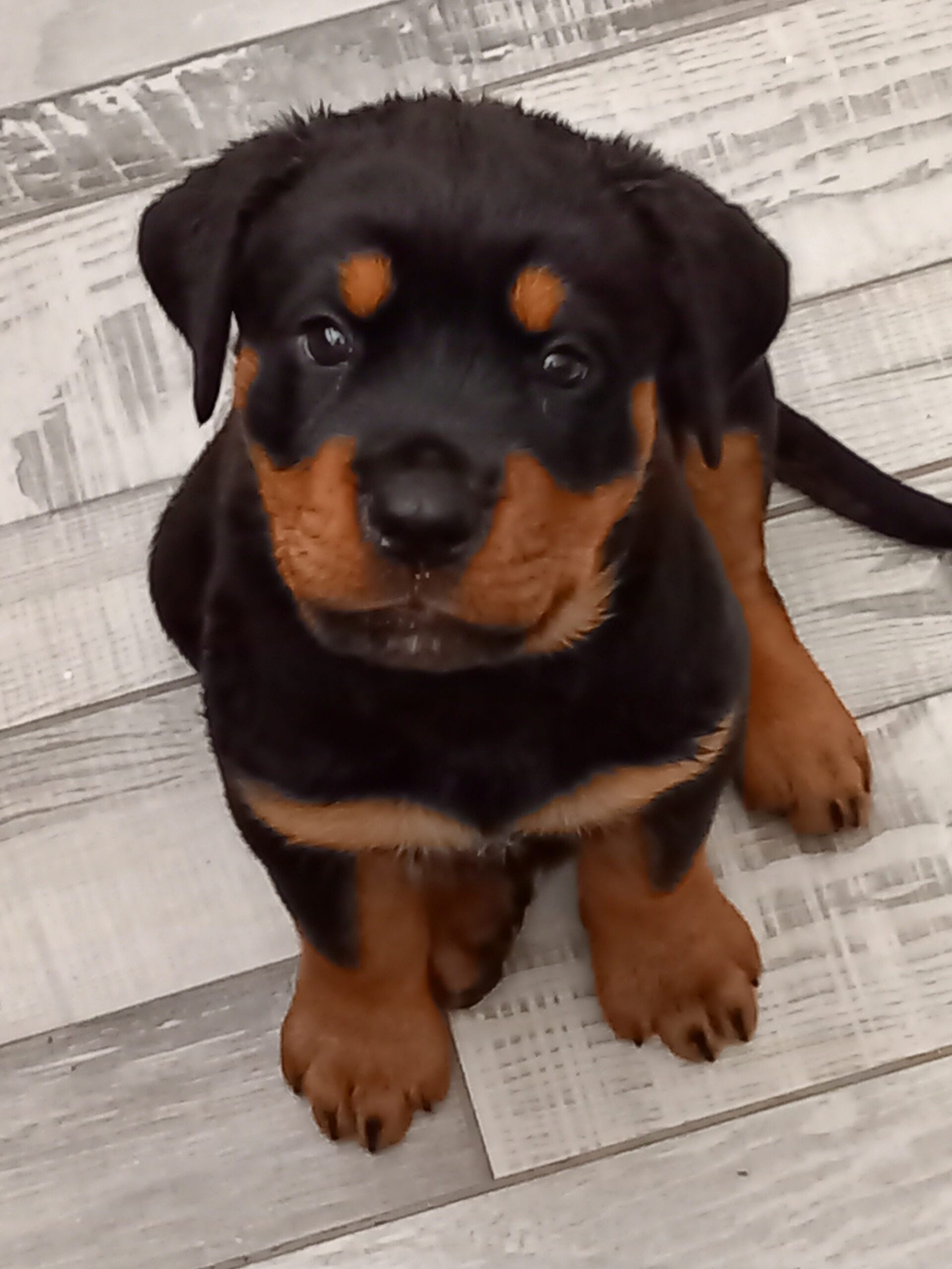 Rottweiler pups for sale Waterford Dogs For Sale Ireland