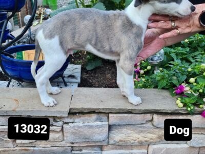 Whippet Pups for Sale in Laois – IKC Registered