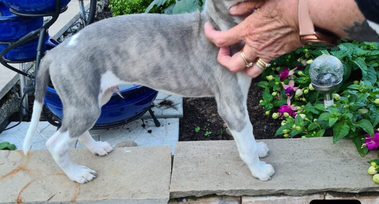 Whippet Pups for sale Laois