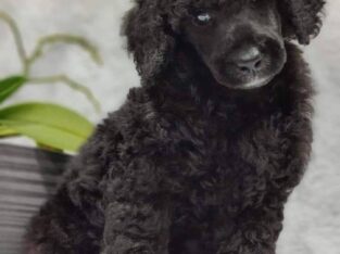 Miniature Poodle pups for sale kerry