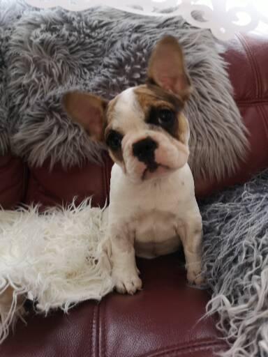 French bulldog for sale cork - Dogs For Sale Ireland