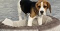 IKC Beagle for sale county clare
