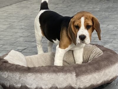 IKC Beagle Puppies in County Clare
