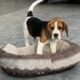 IKC Beagle for sale county clare