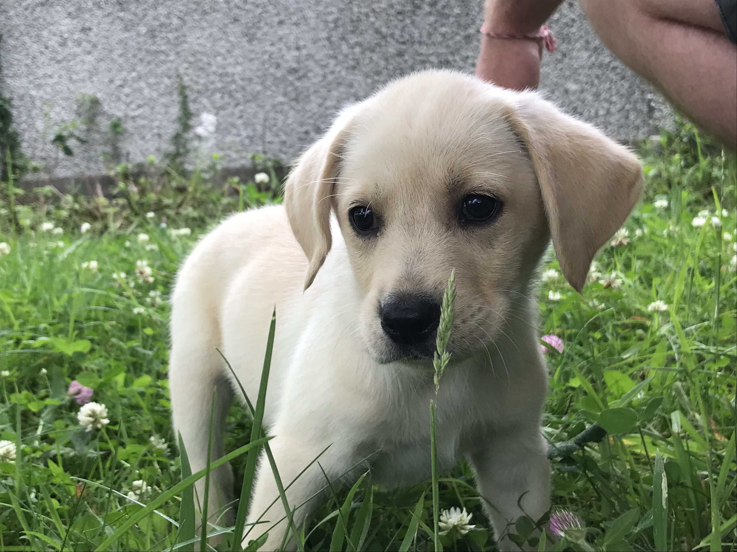 how much should labrador puppies cost