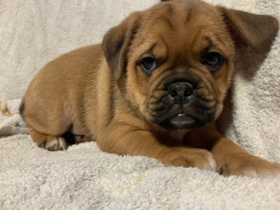 Puggles for sale in Carlow – Family-friendly pups