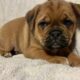 Puggle for sale Carlow Ireland