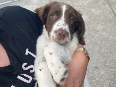 Springer Spaniels for Sale in Athlone