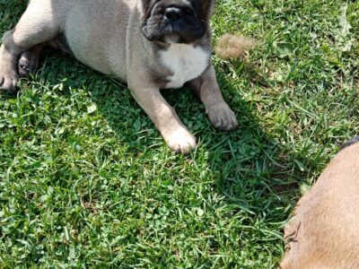 Fawn French Bulldog Pup for Sale in Dublin