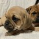 Puggle for sale Carlow Ireland
