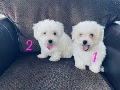 Bichon Frise Puppies for Sale in Monaghan