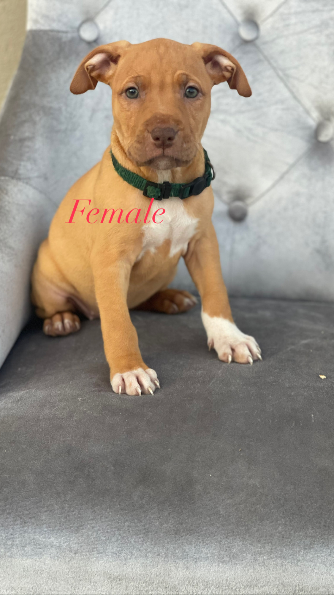 Pitbull pups for sale Limerick Dogs For Sale Ireland