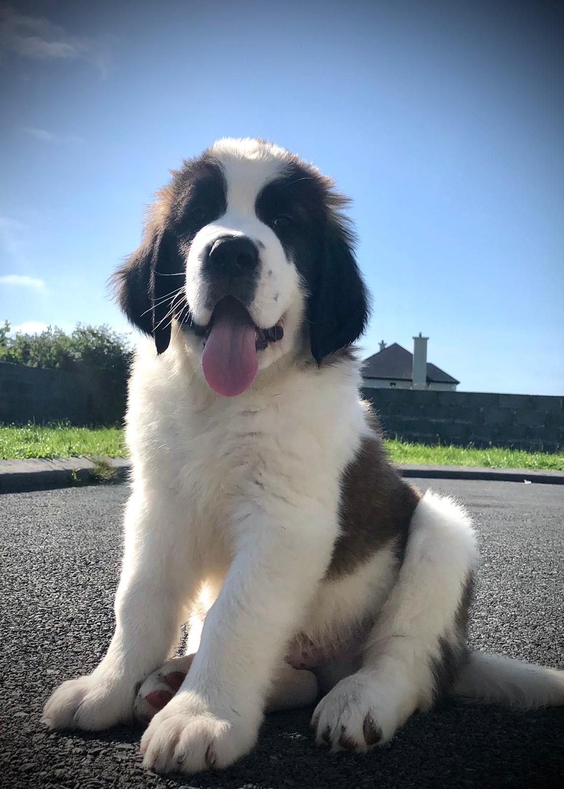 St. Bernard pups for sale Galway Dogs For Sale Ireland