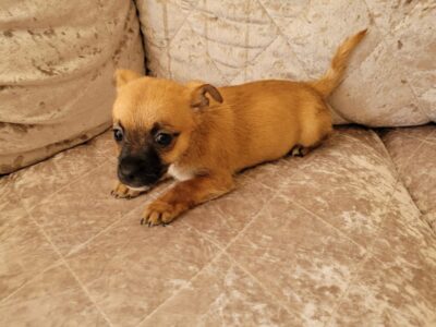 Chihuahua x Jack Russell Puppies in Dublin