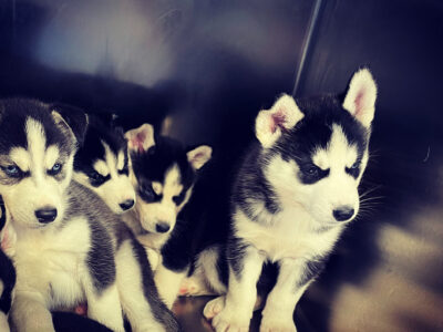 Siberian Husky Puppies for Sale in Cork