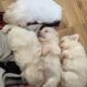 Maltese pups for sale Galway
