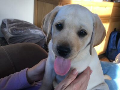 Gold Labrador Puppies for Sale in Galway