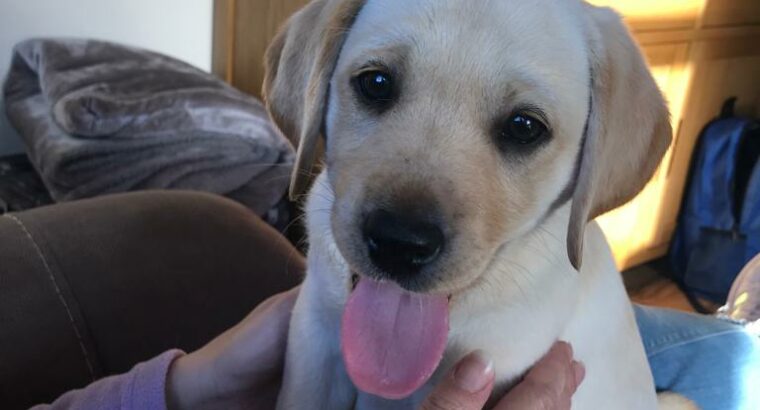 Labrador puppies for sale Galway