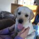 Labrador puppies for sale Galway