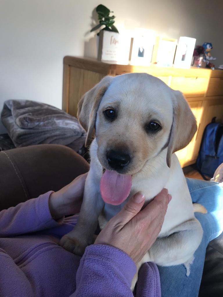 Labrador puppies for sale Galway Dogs For Sale Ireland