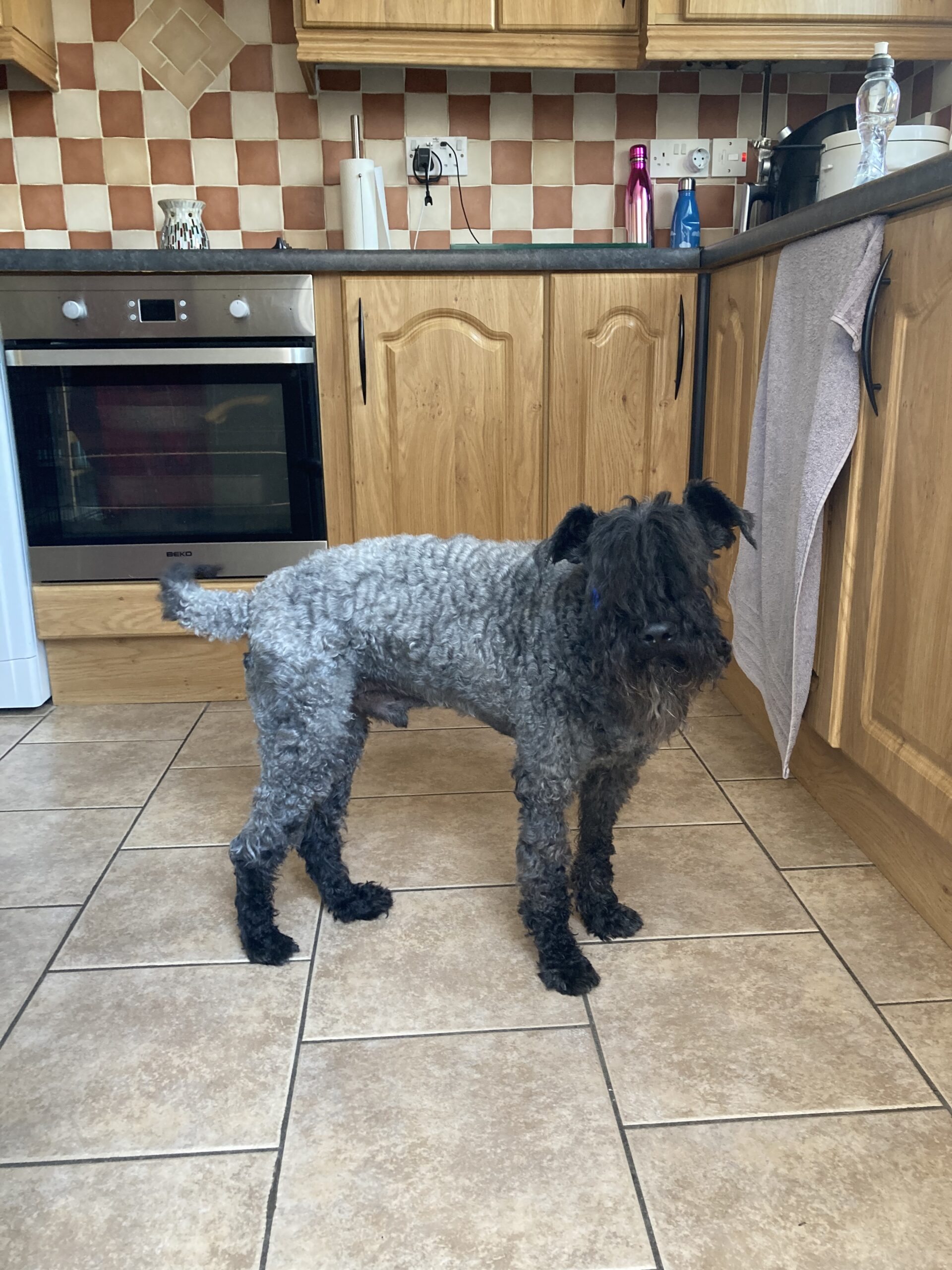 Kerry blue terrier for sale Clare Dogs For Sale Ireland