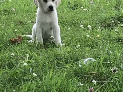 Labrador Puppies for Sale in Westmeath