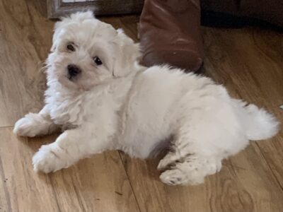 Maltese Puppies for Sale in Galway – Gentle Playmates