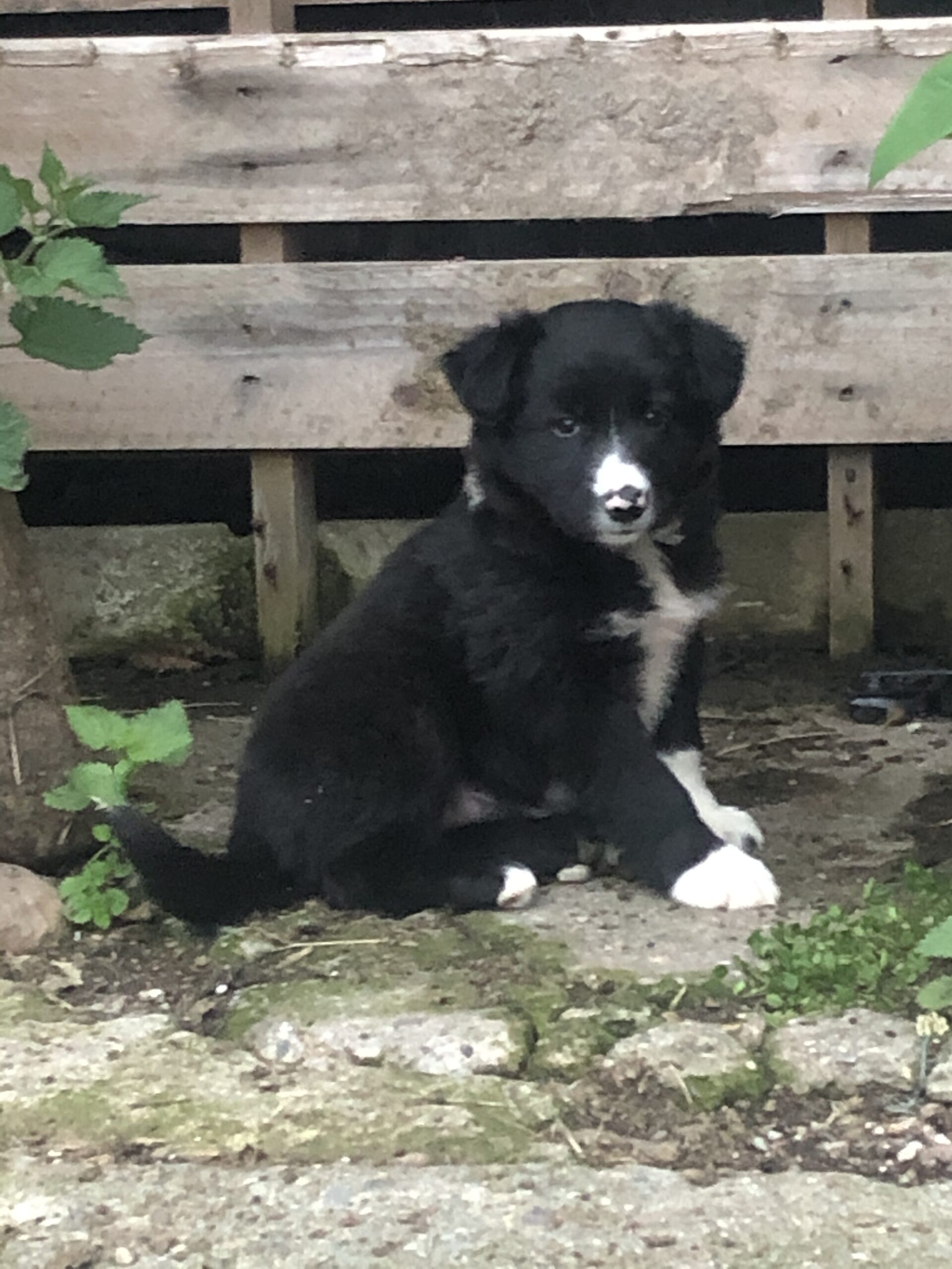 Collie Puppy For Sale county Kerry
