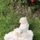 Maltese pups for sale Galway