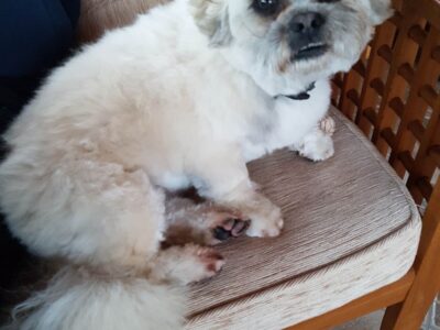 Crossbreed Puppies for Sale in Meath