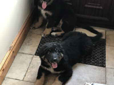 Bernese Mountain Puppies for Sale in Cork