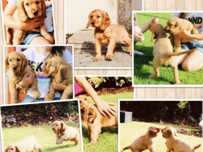 Cocker Spaniel Puppies for Sale in Galway