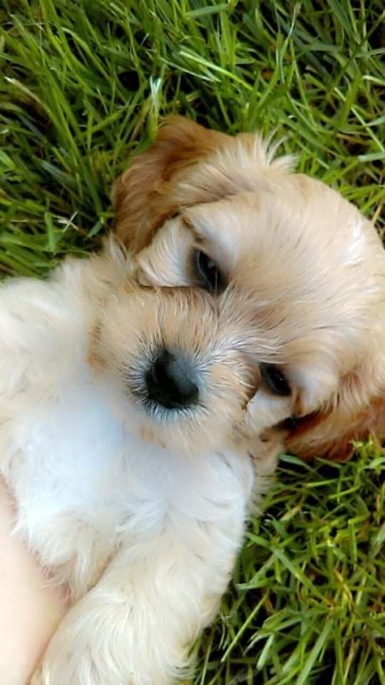 Cavachon puppies limerick Ireland Dogs For Sale Ireland