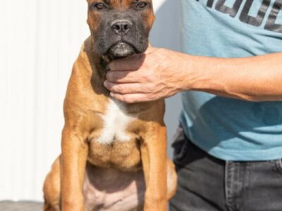Cane Corso Puppies for Sale in Wexford