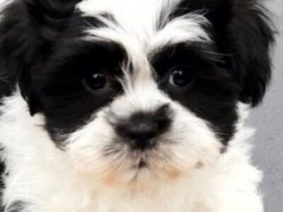 Shih Tzu Puppies for Sale in Roscommon