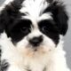 Shih Tzu for sale Roscommon