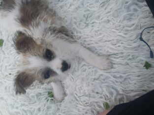 Male chihuahua x Jack Russell for sale Longford