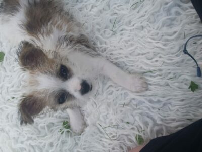 Chihuahua x Jack Russell Puppies in Longford