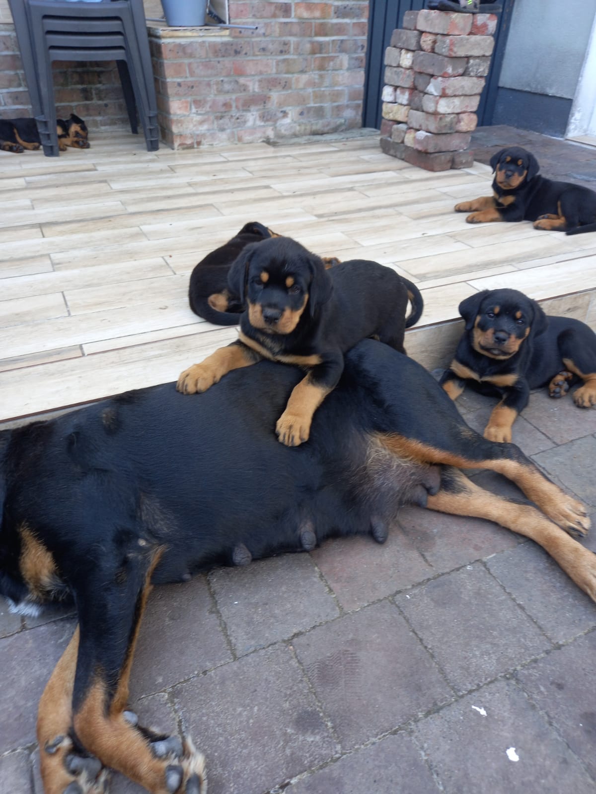 Rottweiler pups for sale Waterford Dogs For Sale Ireland