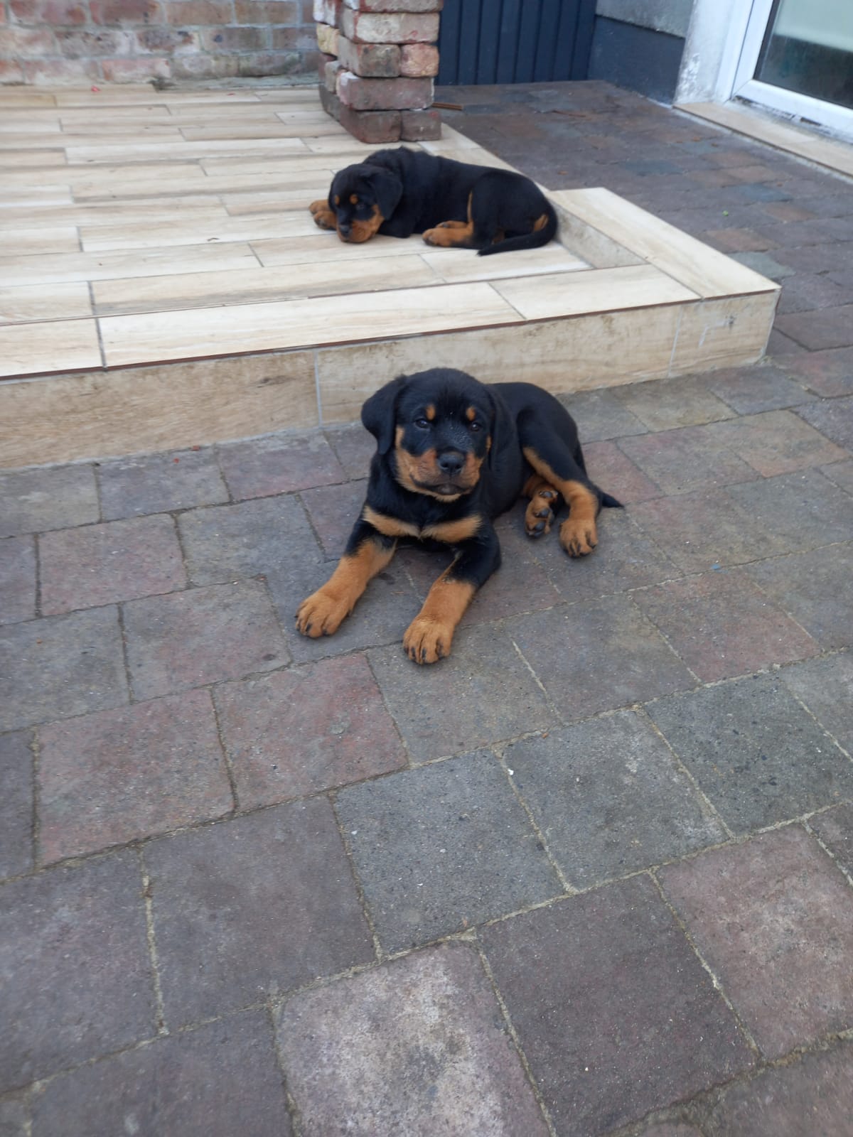 Rottweiler pups for sale Waterford Dogs For Sale Ireland