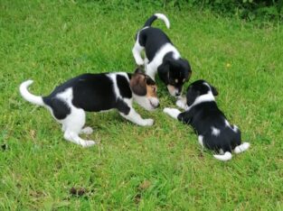 Foot Beagle pups for sale Galway
