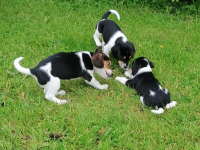Beagle Puppies for Sale in Galway
