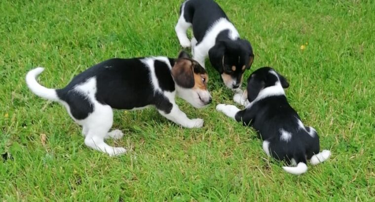 Foot Beagle pups for sale Galway