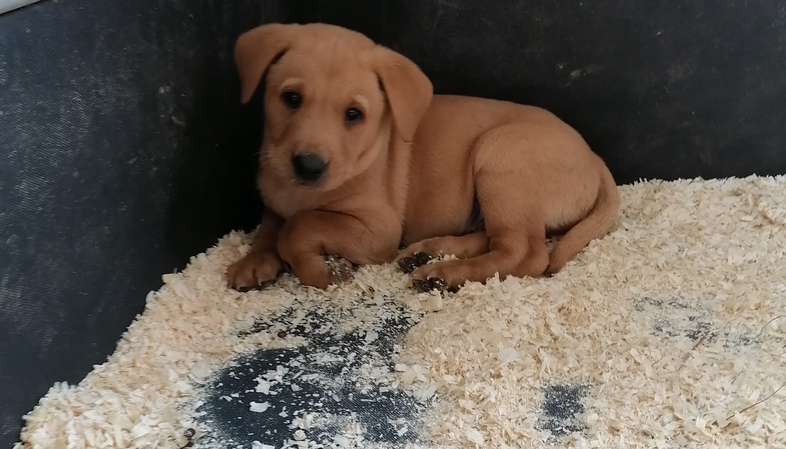 labrador puppies Kerry Working breed Dogs For Sale Ireland