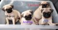 IKC Pug Puppies – 3 beautiful pugs