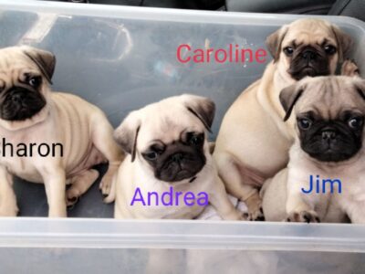 Fawn Pug Puppies for Sale in Carlow – IKC Registered