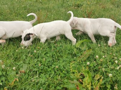 Dogo Argentino Puppies in Offaly
