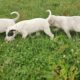 dogo argentino puppies Offaly