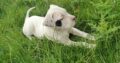 dogo argentino puppies Offaly
